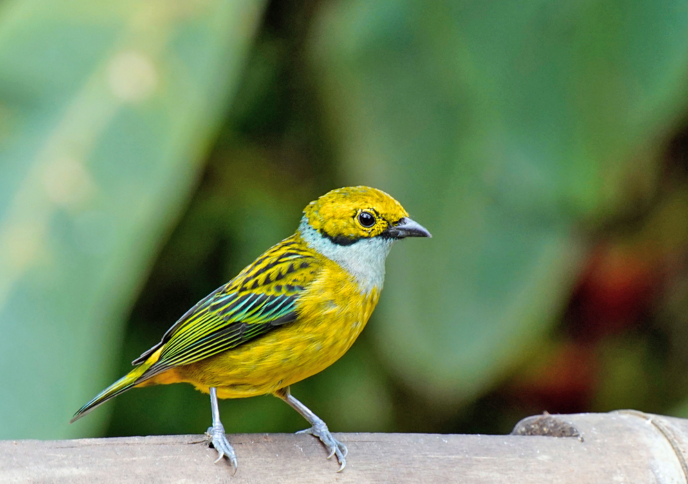 A brightly colored Tangara icterocephala with a yellow head, green wings, and a silver-gray throat, perched on a branch while facing forward.