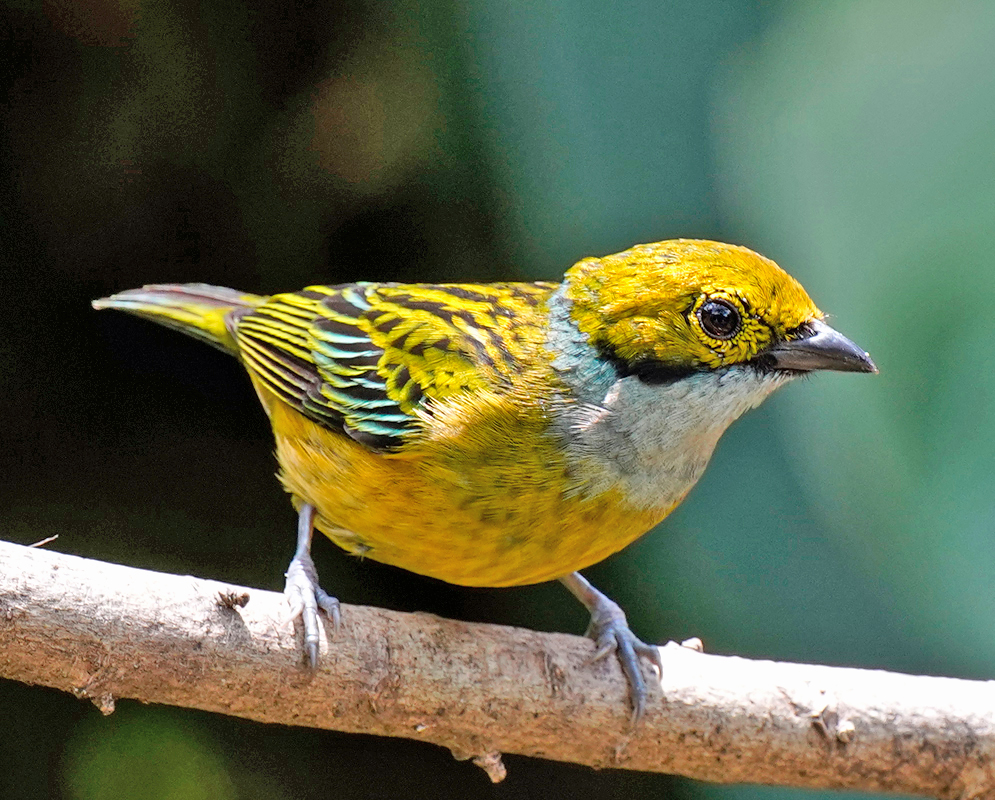 A vibrant yellow and green Tangara icterocephala with a silver-gray throat and intricate black markings around the eyes, perched attentively on a branch.