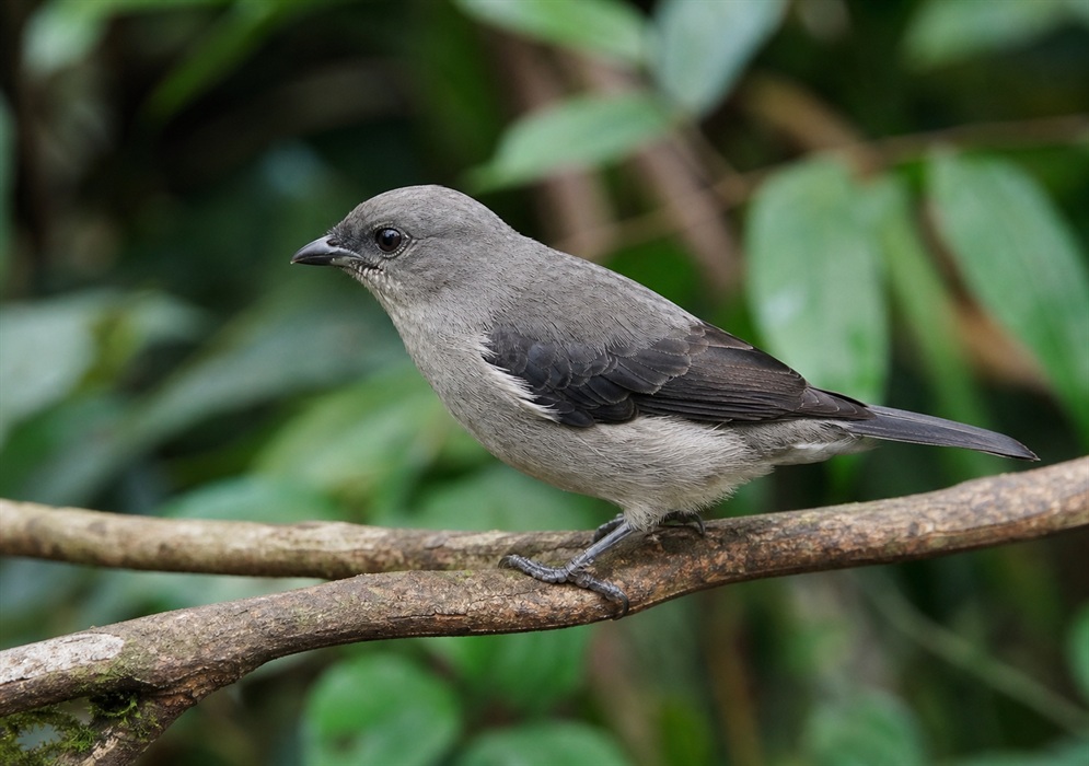 Two plain-colored tanagers, Tangara inornata, perched together in Colombia