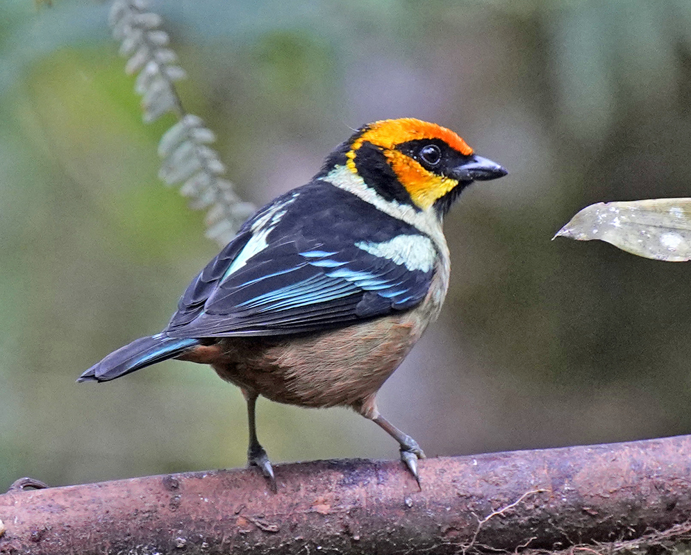 A Tangara parzudakii with a vibrant orange head, bold black and white facial markings, and iridescent blue and black wing feathers