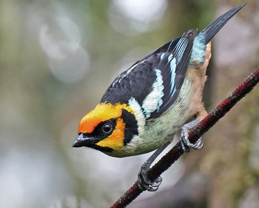 A Tangara parzudakii, highlighting its vibrant orange head, black and white facial markings, and striking blue and black wing patterns 