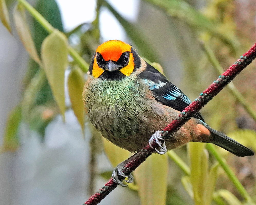 A Tangara parzudakii with a vibrant orange face, black eye mask, greenish chest, and striking blue wing patches 