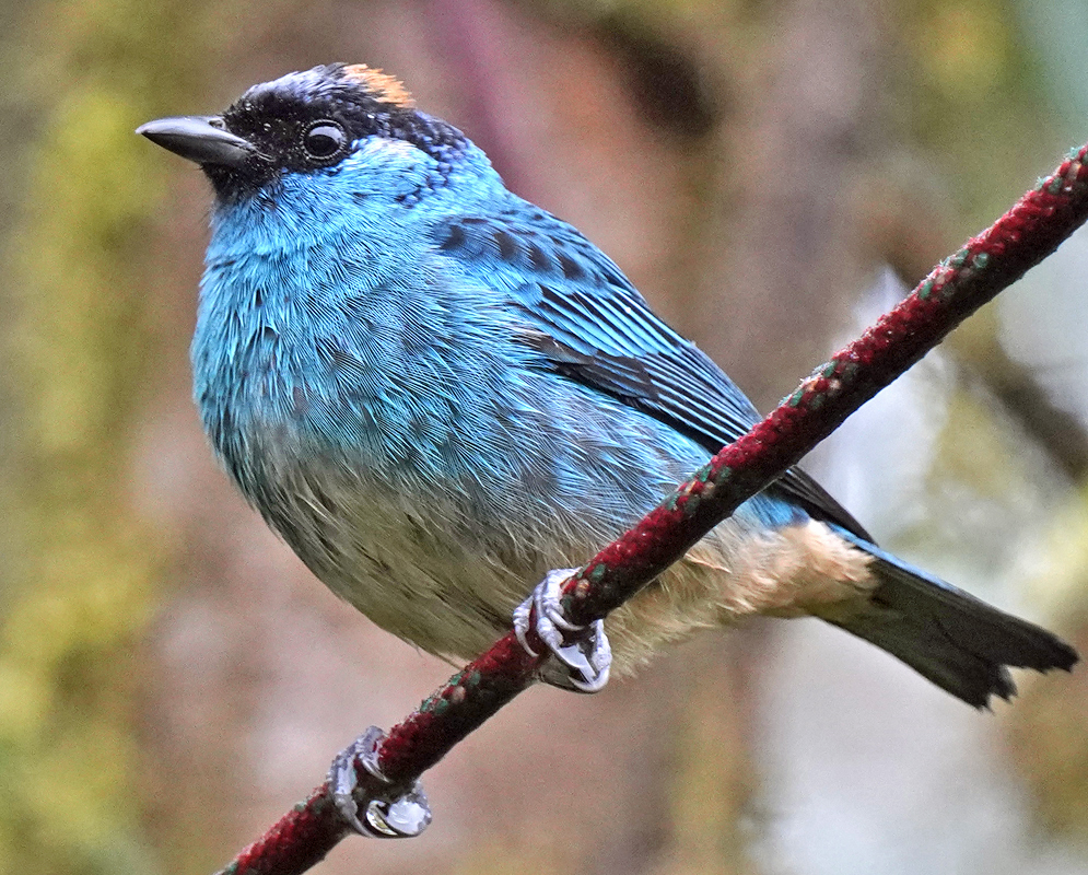 Golden-naped Tanager with vibrant blue plumage and a small golden patch on its head 