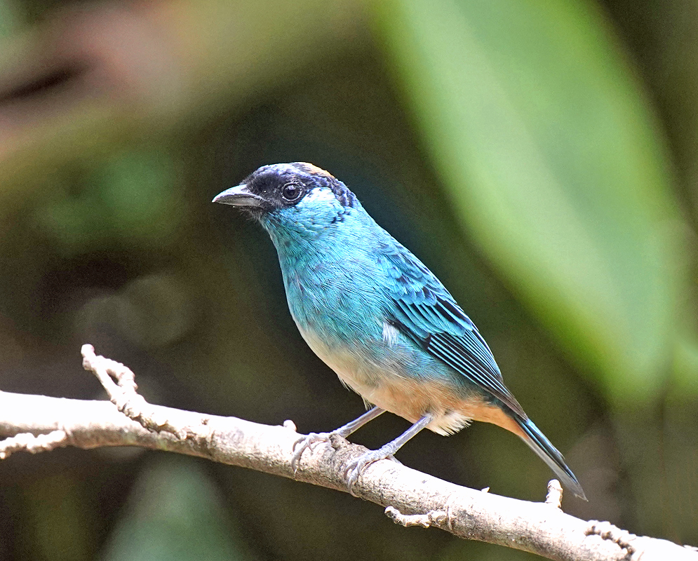 A Tangara ruficervix, perched on a branch, showing its vibrant blue feathers, light underbelly, and the distinct golden patch on the crown