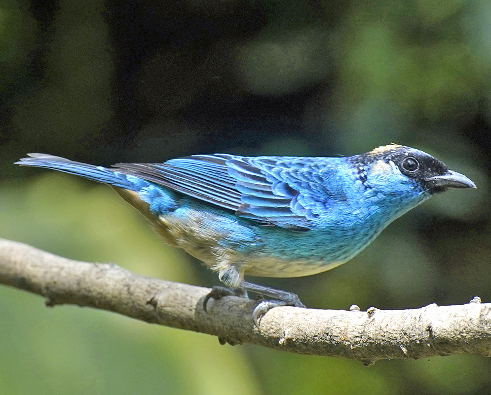  A side view of a Tangara ruficervix perched on a branch, displaying its bright blue feathers and the distinctive golden spot on the back of its head