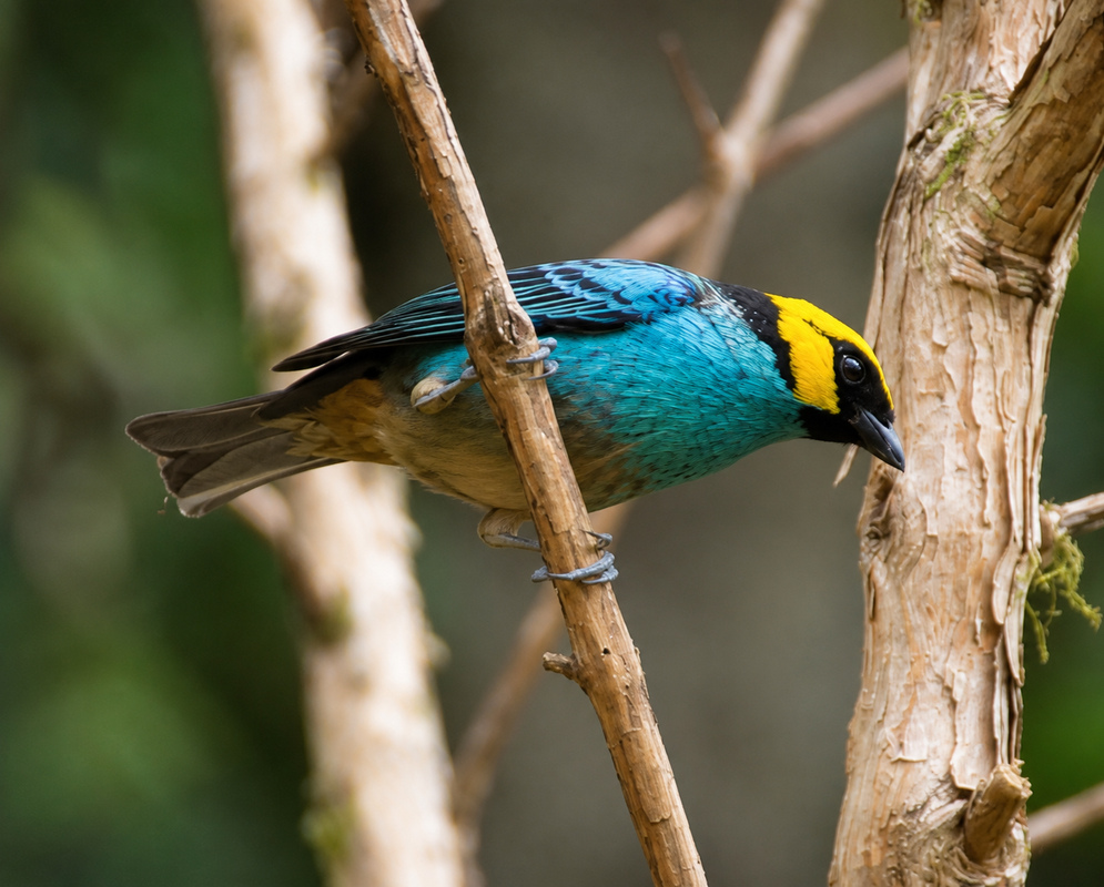 Tangara xanthocephala Looking Down A Tangara xanthocephala perched while looking downward with its head and body plumage visible