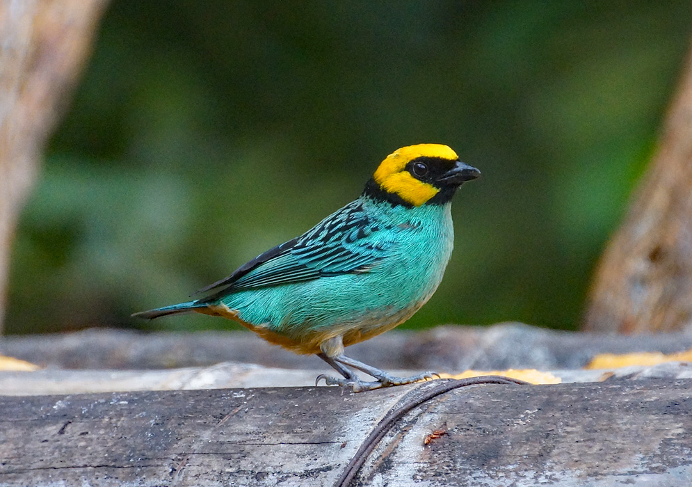 Tangara xanthocephalaa blue and yellow bird 