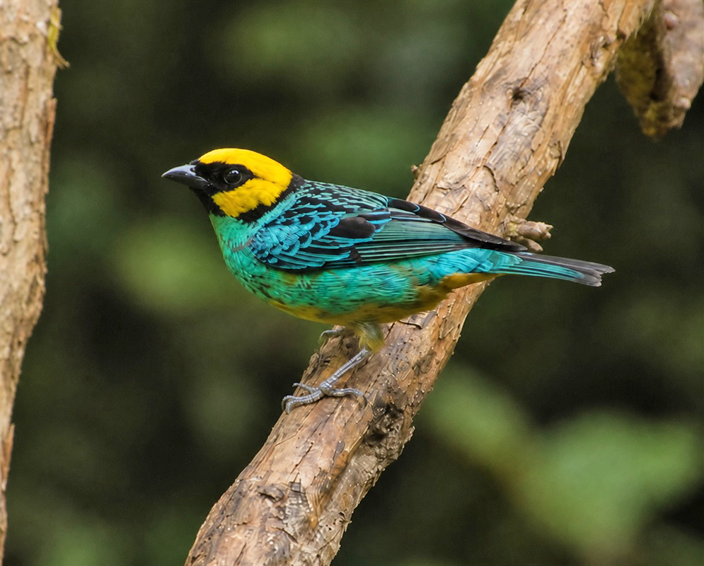 Tangara xanthocephala Side View A Tangara xanthocephala perched in profile with its side plumage and bill clearly visible