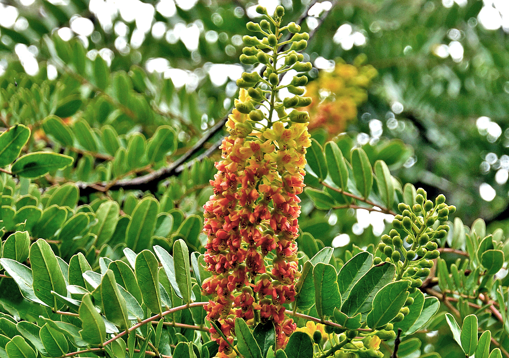 An upright flower spike with orange and yellow Tara spinosa flowers 
