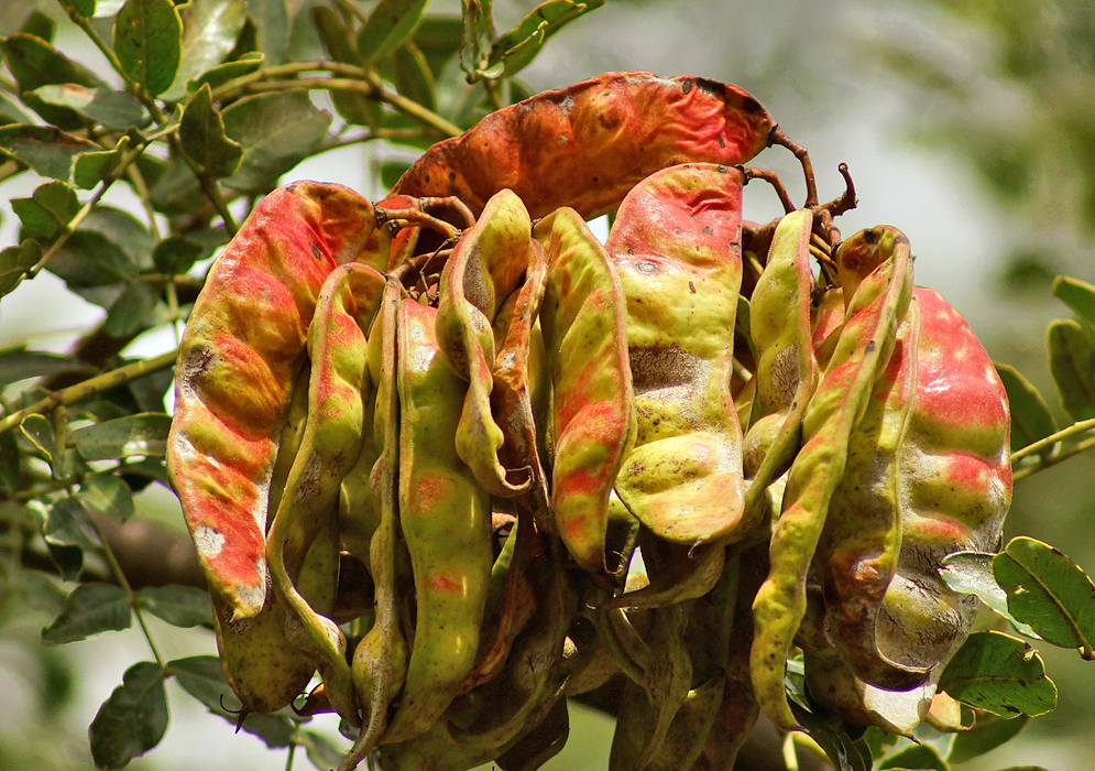 Orange and yellow seed pods hanging from a Tara spinosa tree