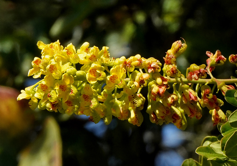 A close-up of Tara spinosa flowers in full bloom, showing clusters of bright yellow petals with reddish markings, surrounded by small green leaflets