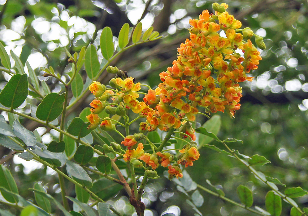 Racemes of yellow-orange Caesalpinia spinosa flowers