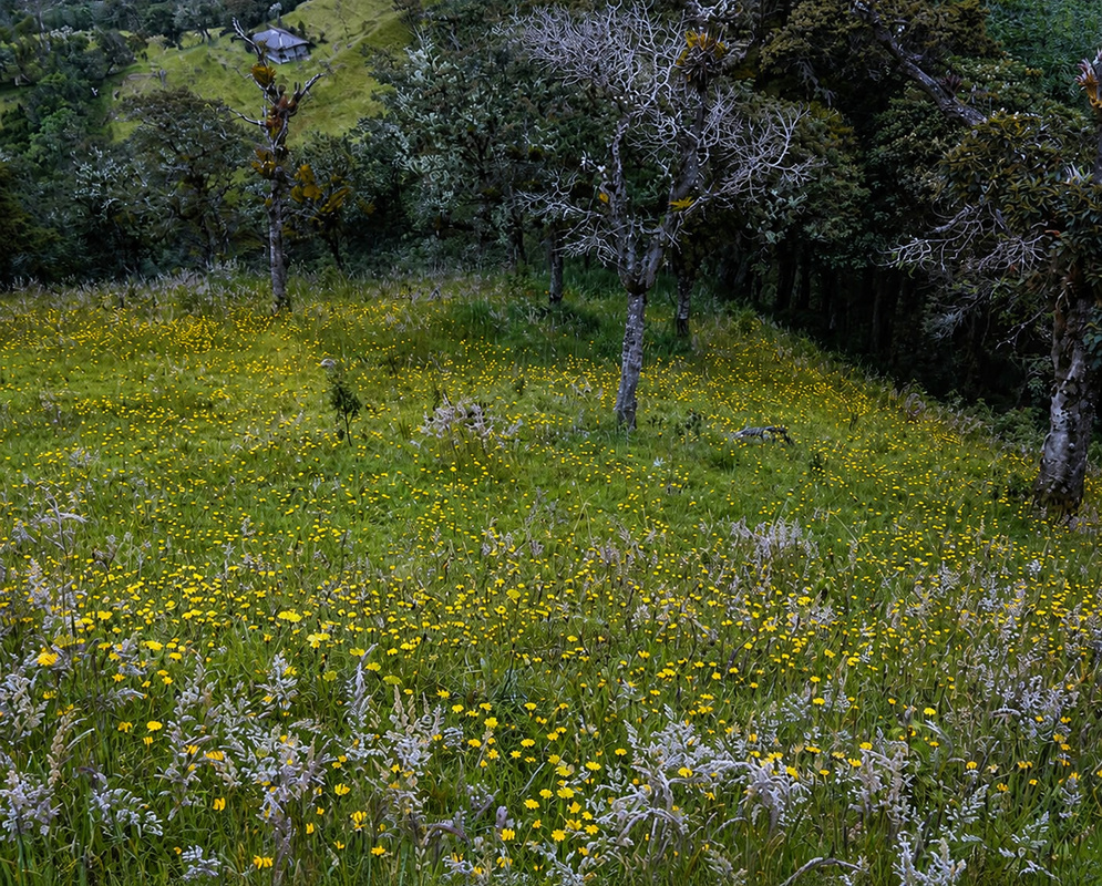 Taraxacum officinale plant habit and foliage