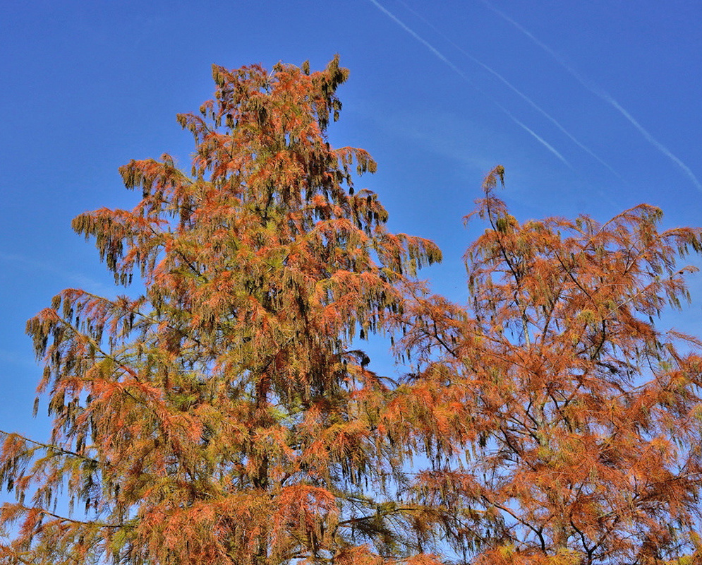 Russet-orange Taxodium ascendens foliage fills slender branching sprays against a clear blue sky