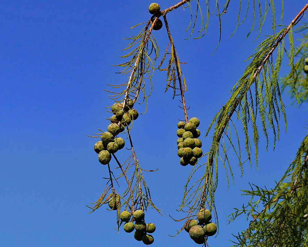 Clusters of green fruit hanging from the slender, needle-like branches of a Taxodium distichum tree against a clear blue sky