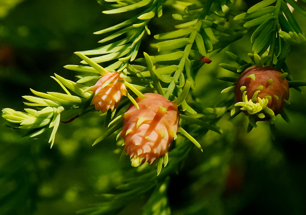 Developing orange cones nestled among the green foliage of a Taxodium distichum tree branch.