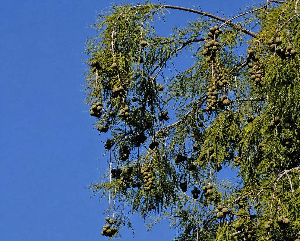 Taxodium distichum Mature Bald Cypress Mature Taxodium distichum bald cypress displaying a broad trunk and feathery branching crown beside the water
