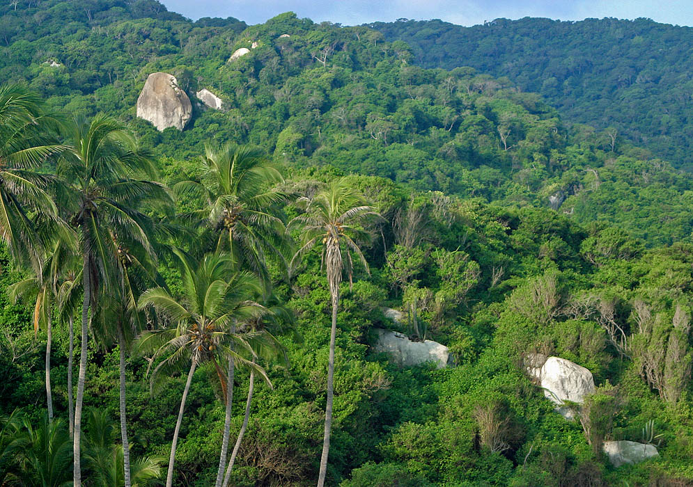 Jungle in Tayrona National Park 