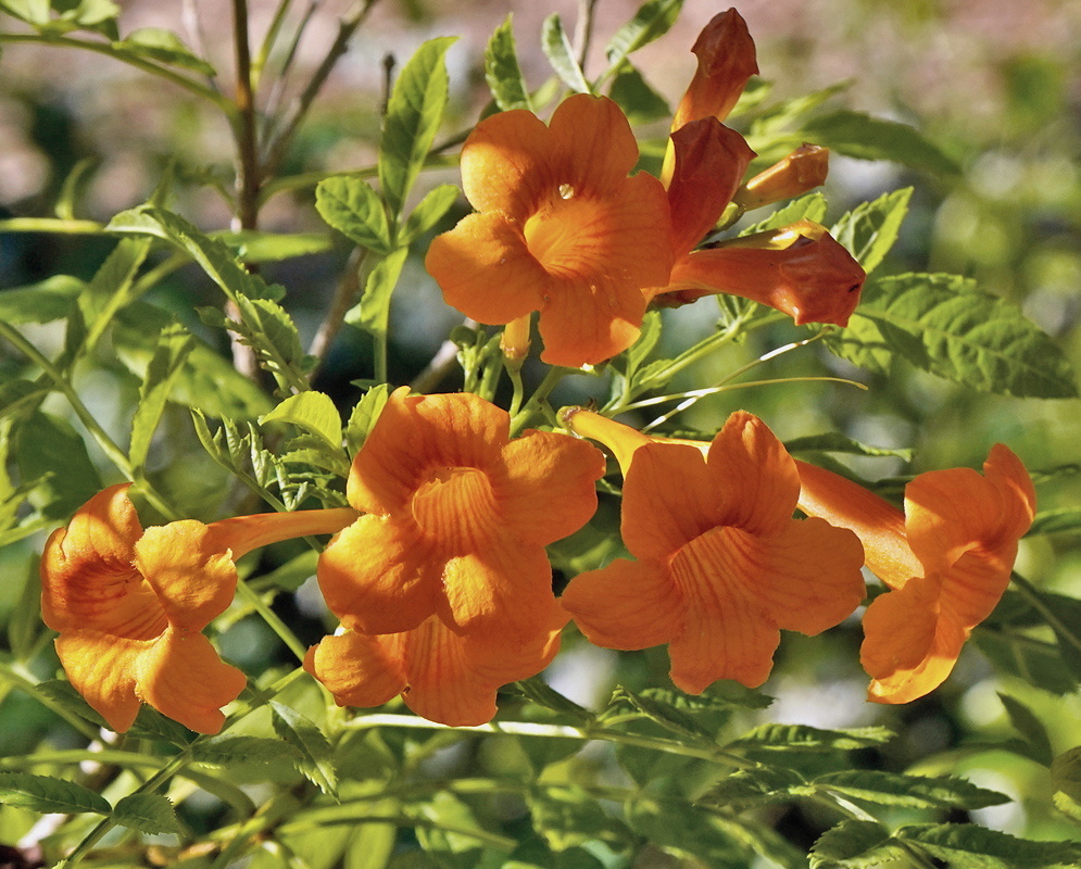 Tecoma fulva subsp. guarume cluster of orange trumpet flowers among divided green leaves