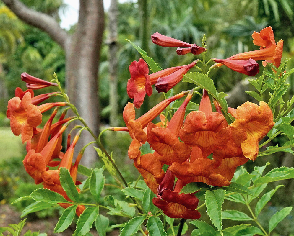 Tecoma Bells of Fire cluster of orange-red trumpet flowers and dark red buds