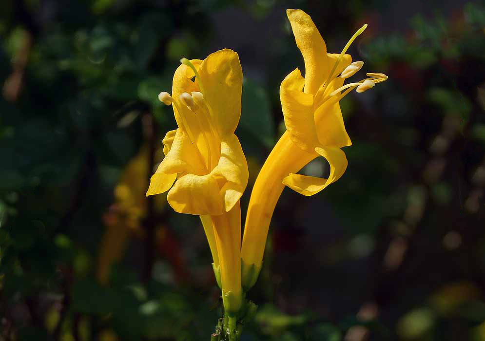 Two yellow Tecoma capensis flowers in sunlight