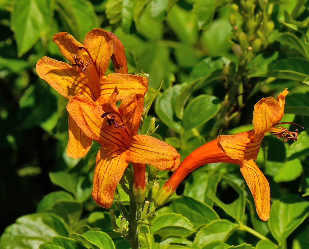 A dense bouquet of deep orange Tecoma capensis flowers blooming amid shiny green leaves