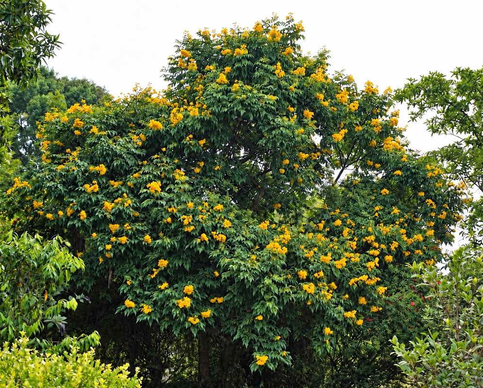 Tecoma stans Rounded Flowering Crown Yellow Tecoma stans flower clusters cover a rounded leafy crown among surrounding shrubs