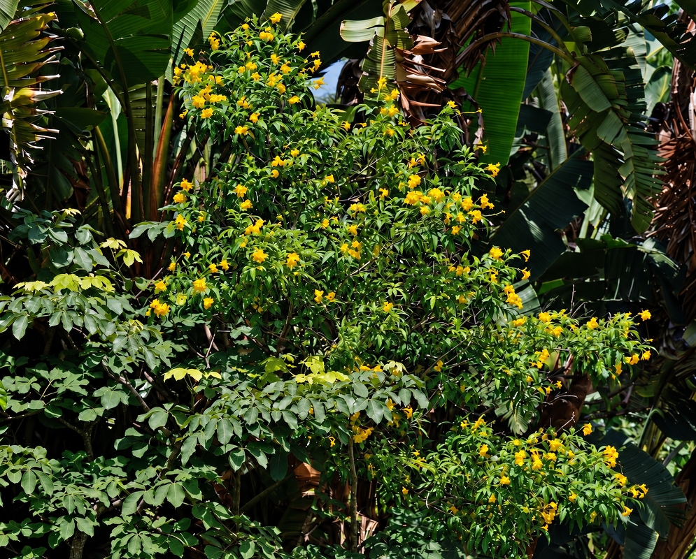 Tecoma stans Flowers Beside Banana Leaves Yellow Tecoma stans flower clusters spread through leafy branches beside tall banana leaves