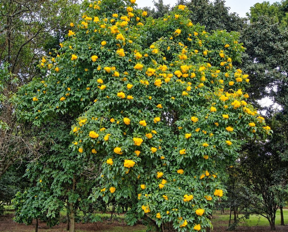 Tecoma stans Broad Flowering Crown Golden yellow Tecoma stans flower clusters fill a broad crown above several trunks