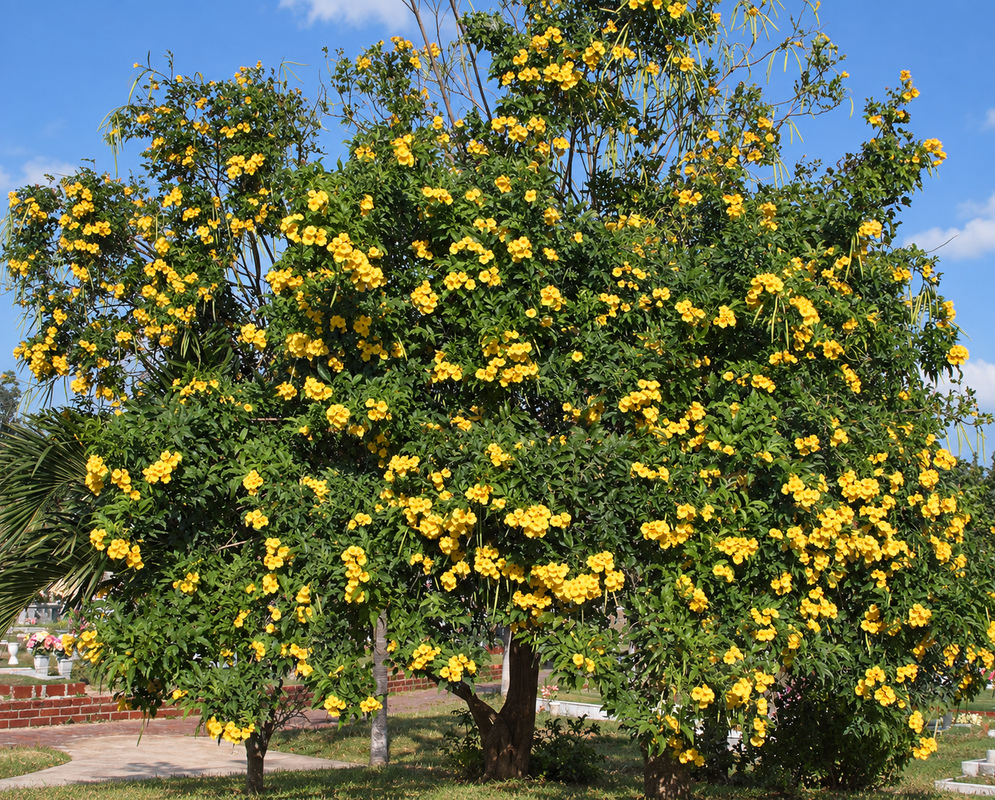 A large Tecoma stans cluster with yellow flowers and buds