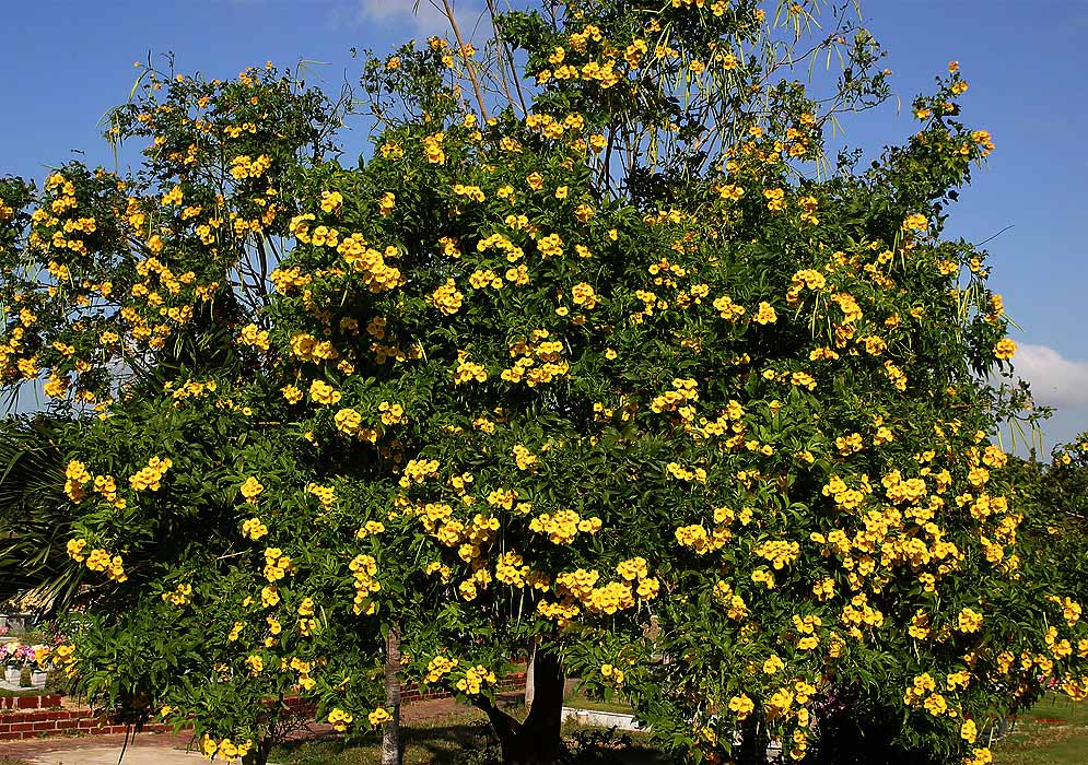 A small Tecoma stans tree with yellow flowers under blue skies