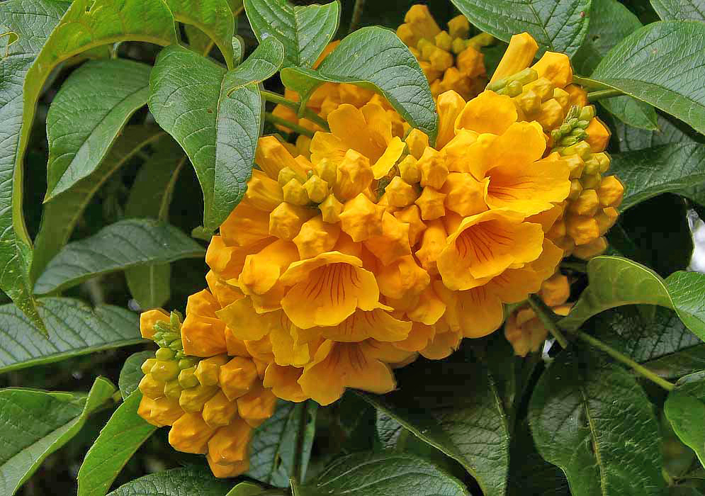 A large Tecoma stans cluster with yellow flowers and buds