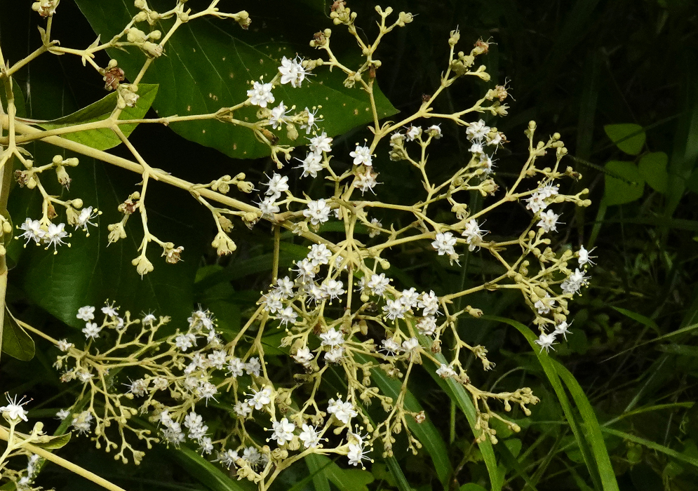 Tectona grandiss inflorescence with white flowers