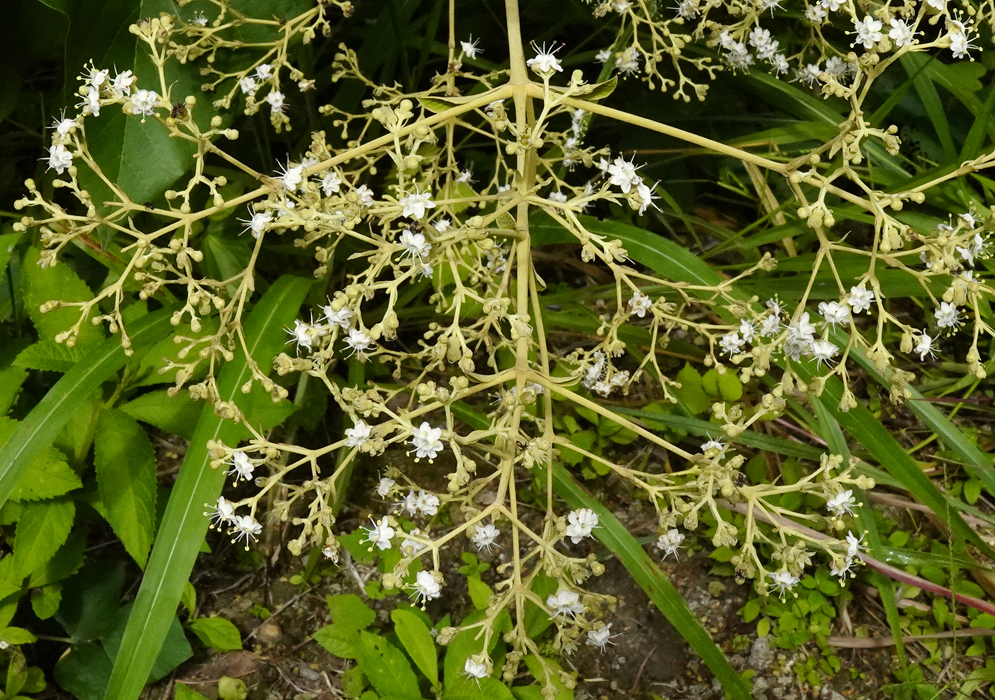 White Tectona grandis flowers