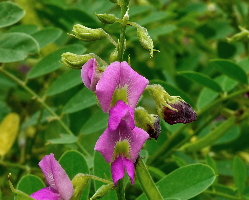 Tephrosia purpurea pink-purple pea-shaped flowers and green buds above pinnate leaves