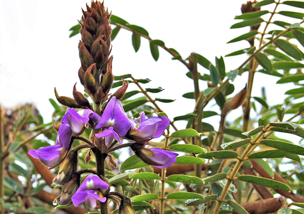 A Tephrosia vogelli inflorescence with purple flowers