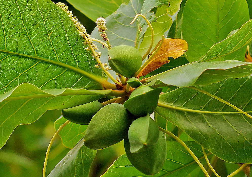 A cluster of green Terminalia catappa fruit below white flower spikes