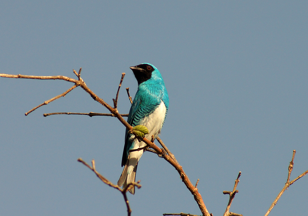 Bright blue-green Swallow Tanager on the top of a tree branch