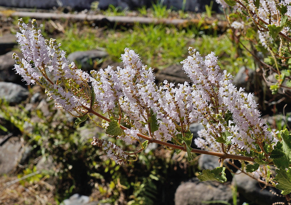Tetradenia riparia branching sprays densely covered with tiny pale lavender flowers