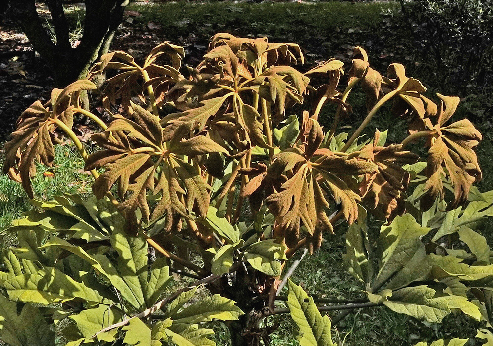 Tetrapanax papyrifer crown of immense deeply lobed leaves above thick upright stems