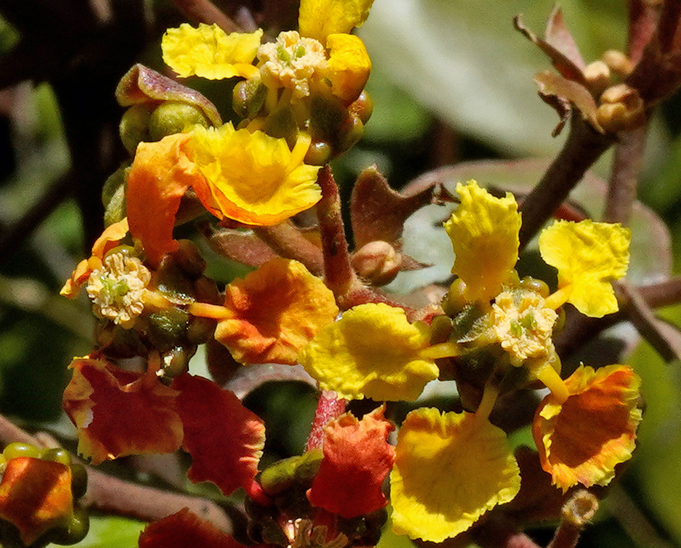 Close-up of Tetrapterys calophylla showing detailed yellow and orange petals with small white centers and surrounding reproductive structures