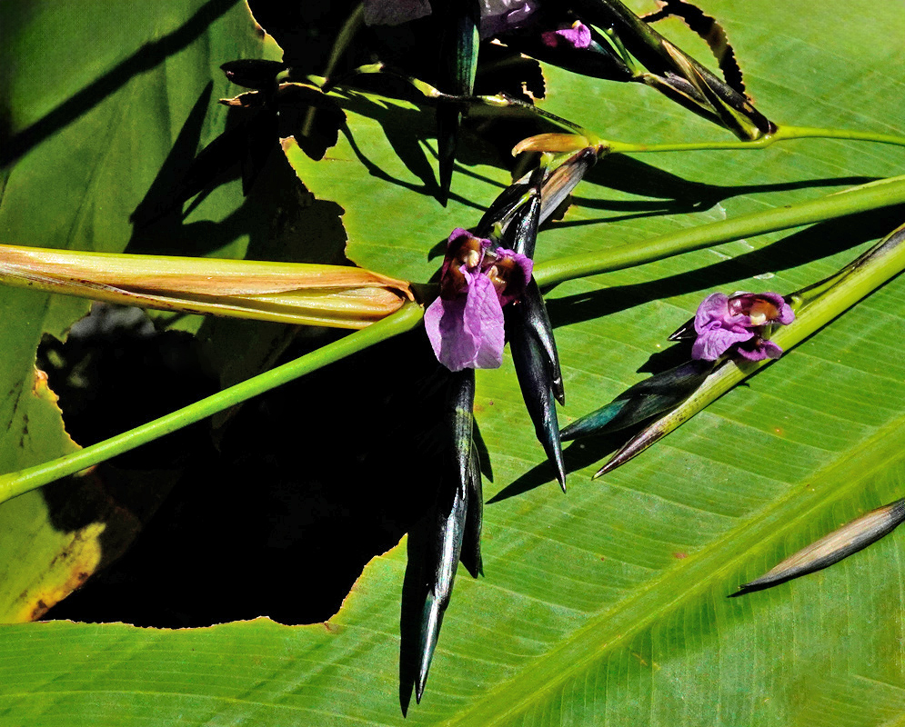 Purple flowers of Thalia geniculata emerging from dark bracts along long green stems, displayed over a broad banana-like leaf