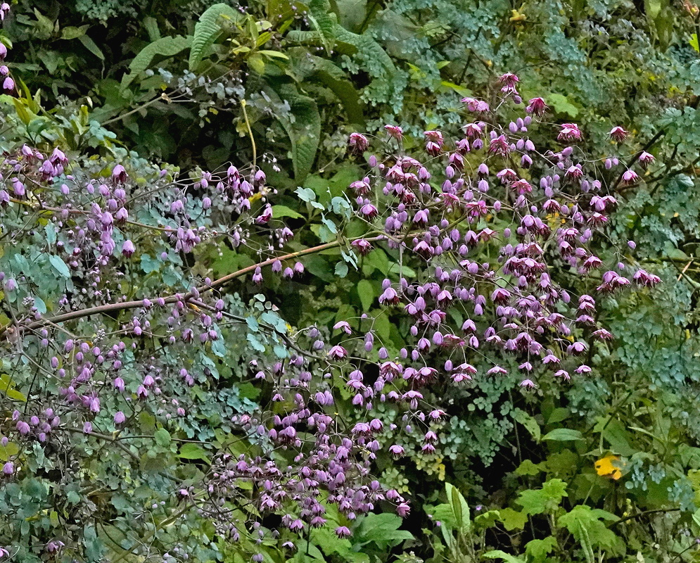 Thalictrum podocarpum airy branching sprays of small pink-purple flowers above delicate compound leaves