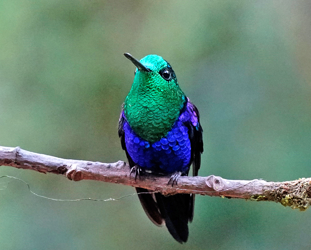 Metallic blue and green-colored Thalurania colombica