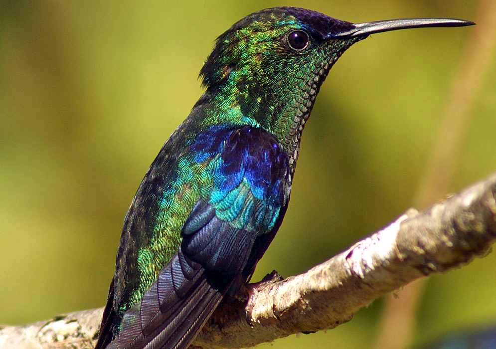 Metallic black, blue, and green-colored Thalurania colombica in a tree