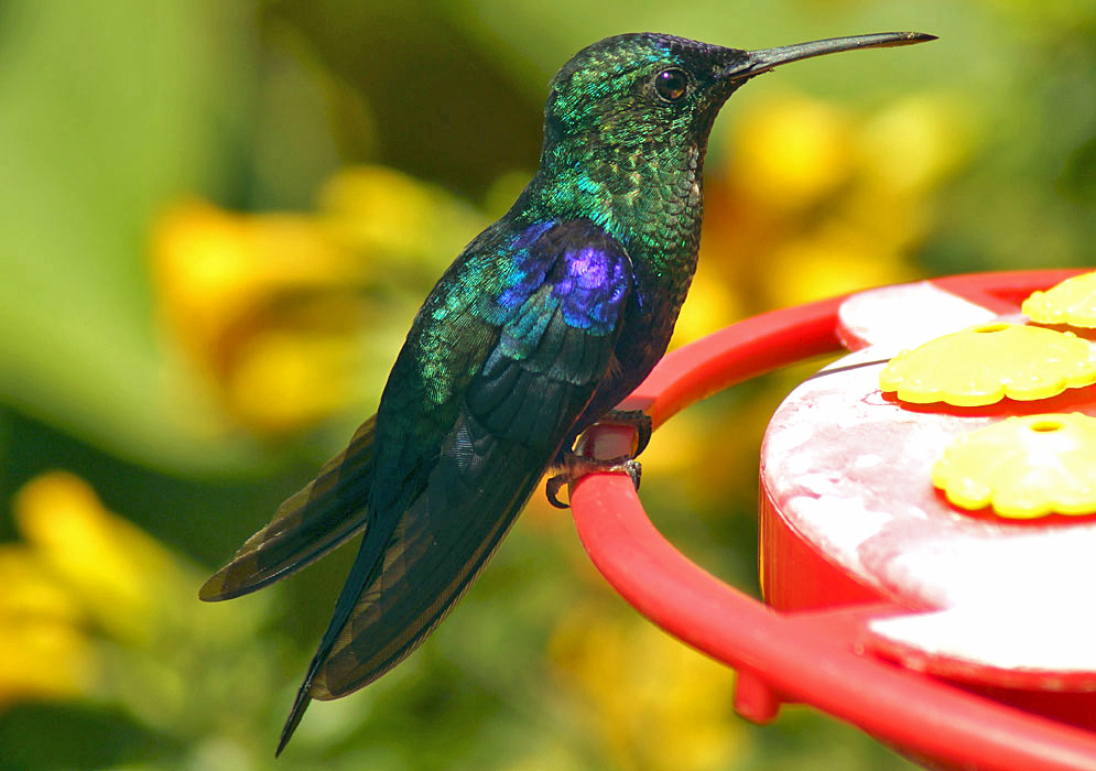 Metallic black, blue, and green-colored Thalurania colombica sitting on a feeder