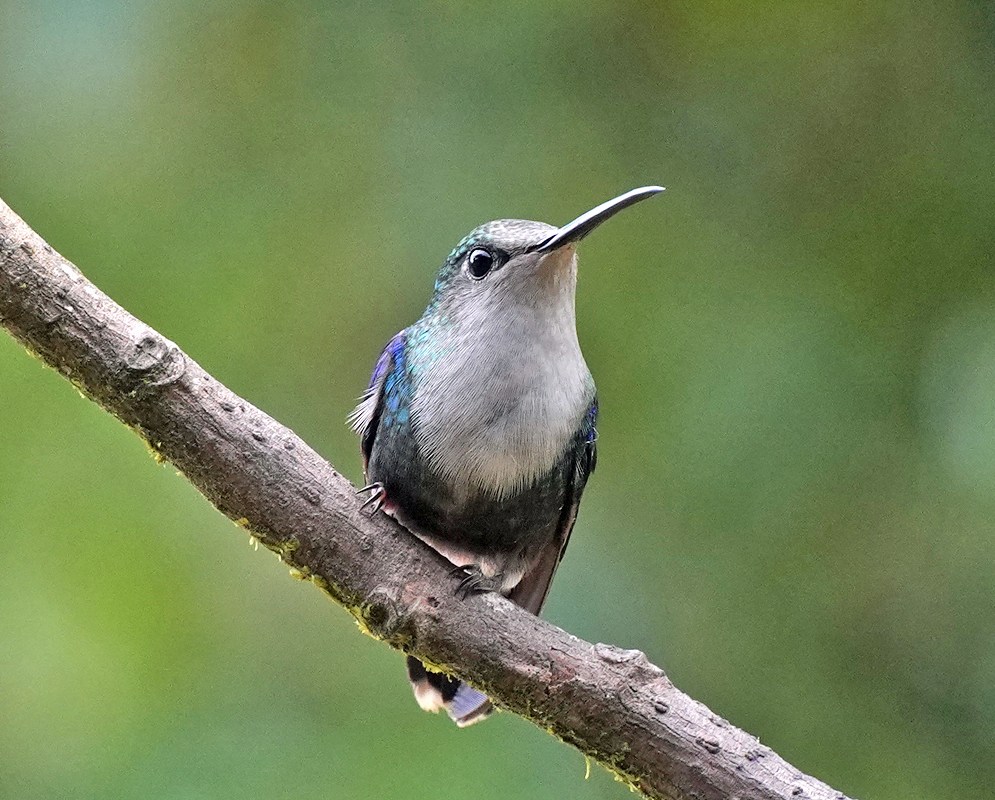 White-chested and metallic blue, and green-colored Thalurania colombica