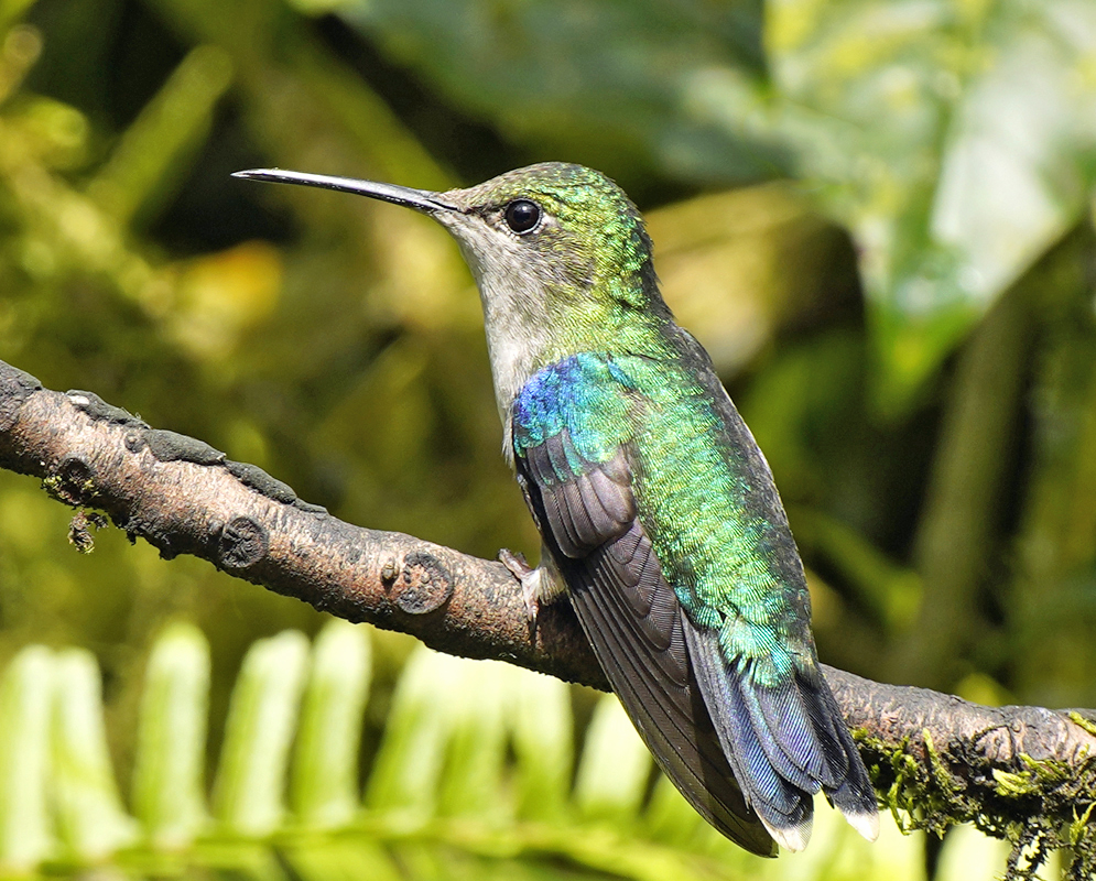 Light colored female Thalurania colombica perched