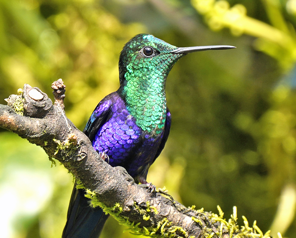 Metallic purple and green-colored Thalurania colombica