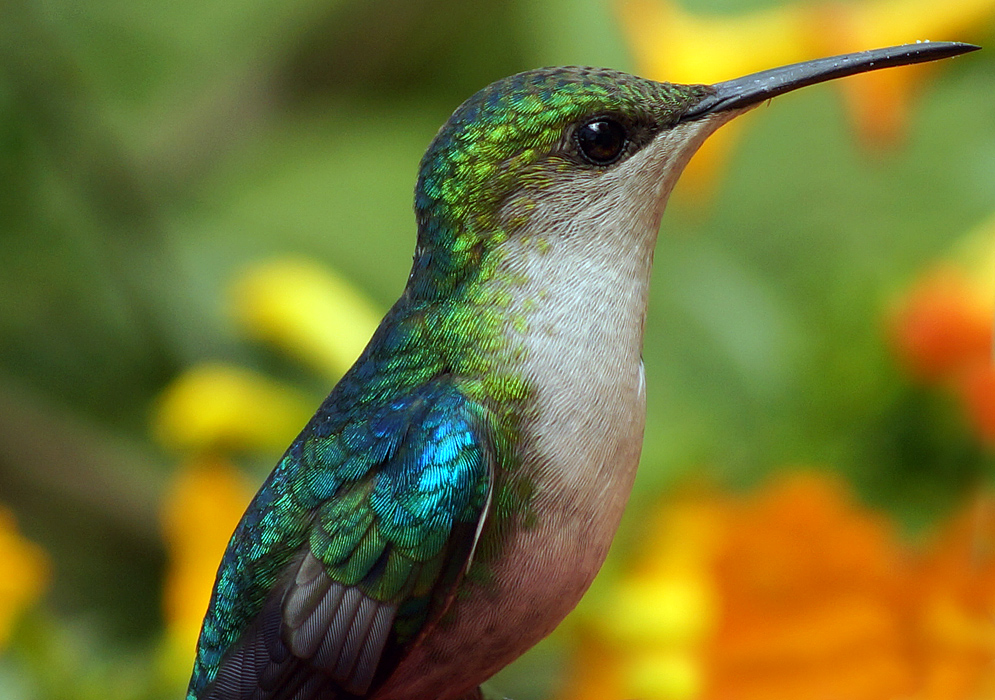 Close-up of a white-chested and metallic black, blue, and green-colored Thalurania colombica